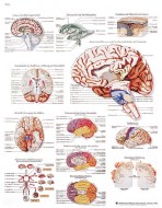 cerveau-humain
