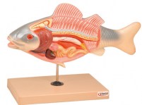 modele-poisson