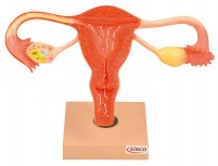 modele-uterus