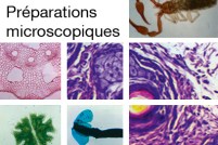 preparations-microscopiques382