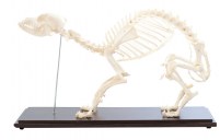 squelette-de-chien