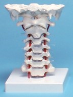 vertebres-cervicales